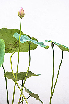 bạch thủ lô miền bắc