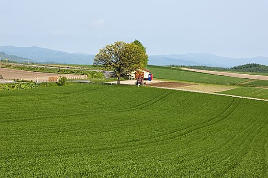 soi cau vang